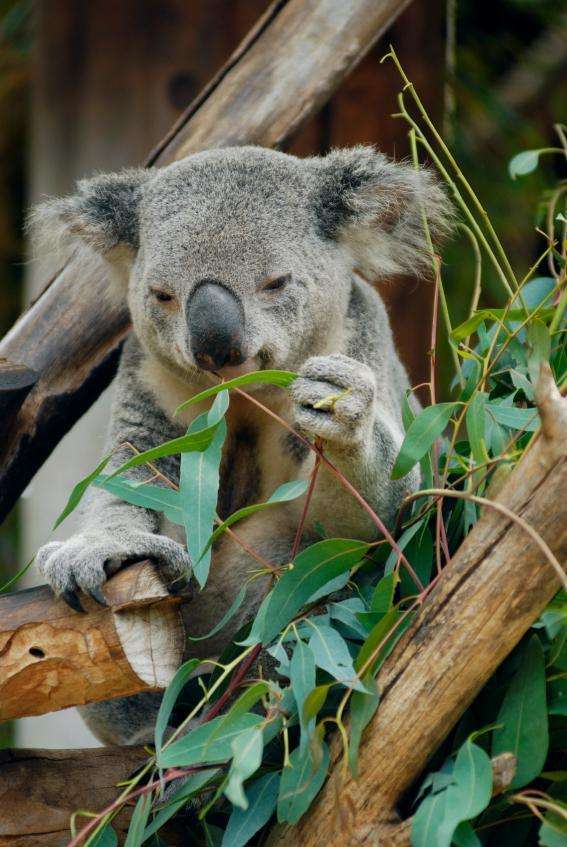 Do koalas eat bamboo?